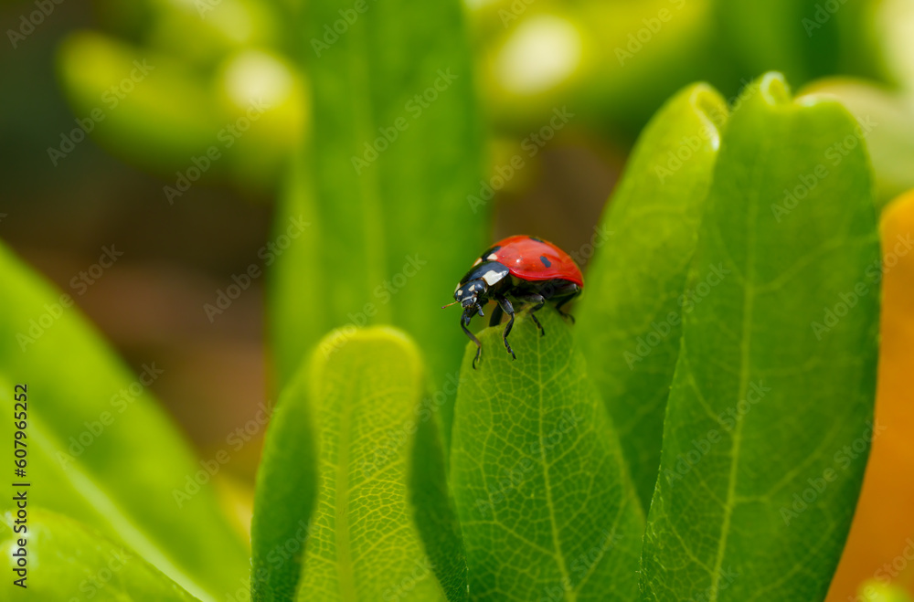 red ladybug on a green leaf in the grass, close-up blurred red ladybug on a green leaf in the grass, close-up blurred