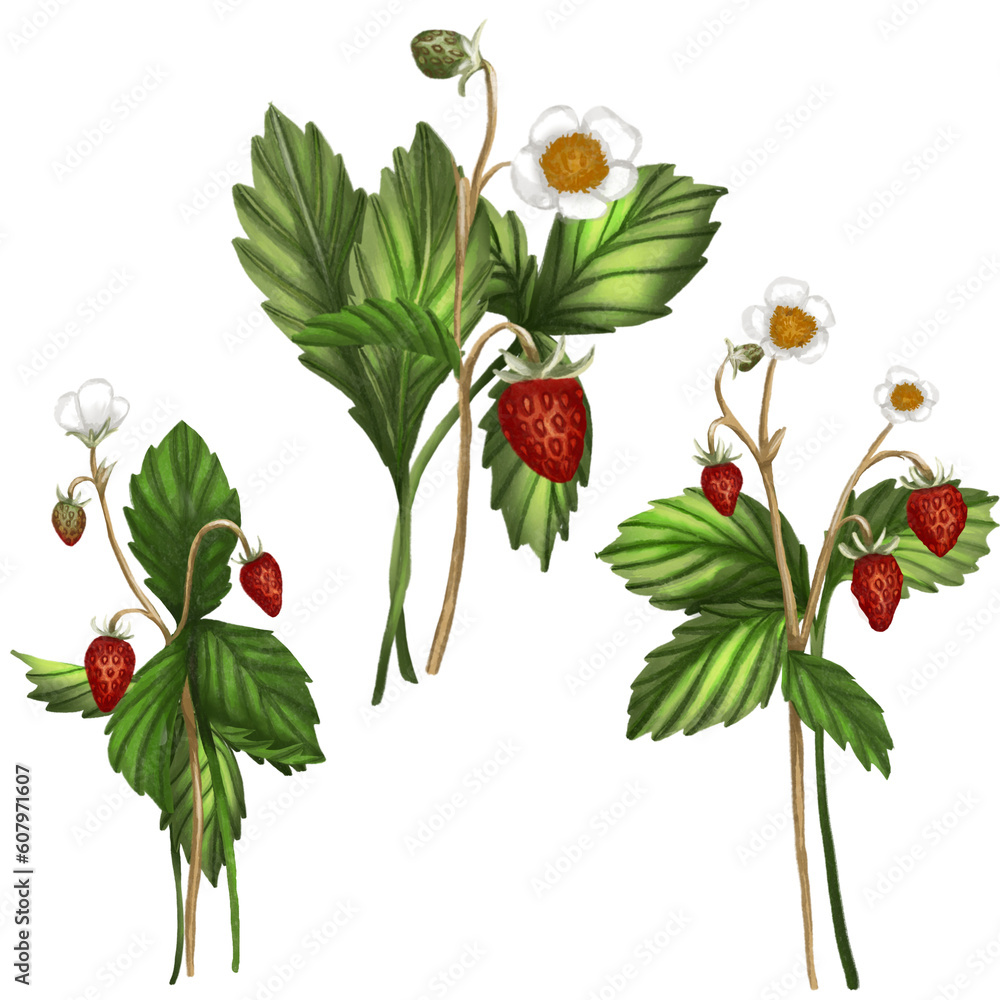 wild strawberries, berries, bushes leaves from the forest sweet red wild strawberries, berries, bushes leaves from the forest sweet red