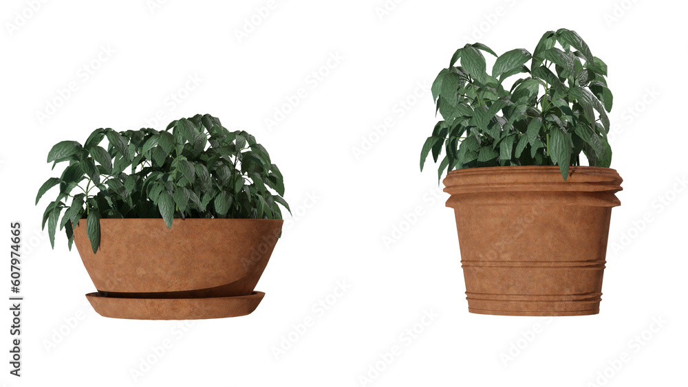 Fototapeta premium 4k plant basil plant leaf in a pot nature green house plant tropical leaf