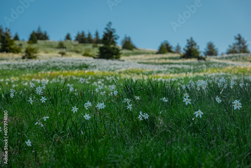 Multitude of daffodils or narcissus flowers on famous mountain of Golica in slovenian Karawanken massiv. Beautiful sunny day with blue skies and flowers.