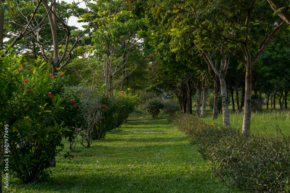 Obraz premium The landscape at Go Vap Cultural Park at 5pm with golden sunshine and greenery along with the grass looks like you want to rest