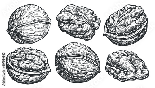 Walnuts peeled and unpeeled. Nuts set in the style of old engraving. Hand drawn sketch vector illustration