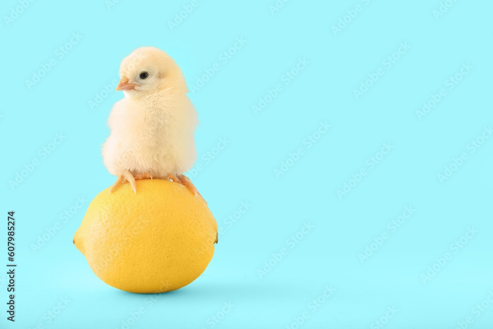 Cute little chick with lemon on blue background Cute little chick with lemon on blue background
