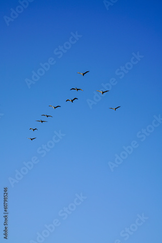 Shot of a group of gull birds flying in the sky