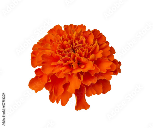 Beautiful Orange Marigold flower isolated on transparent background with clipping path. Tagetes erecta, Mexican marigold, Aztec marigold, African marigold. Carnations of India.