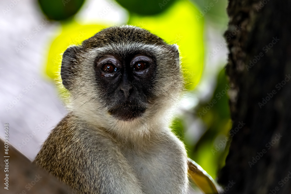 Obraz premium portrait of a macaque
