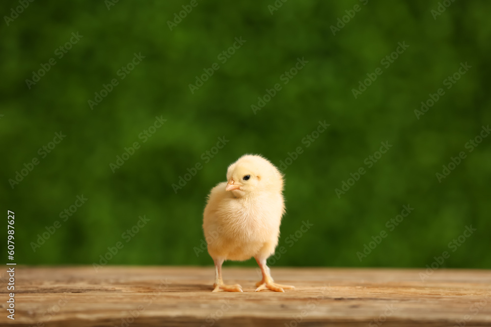 Cute little chick on wooden table outdoors