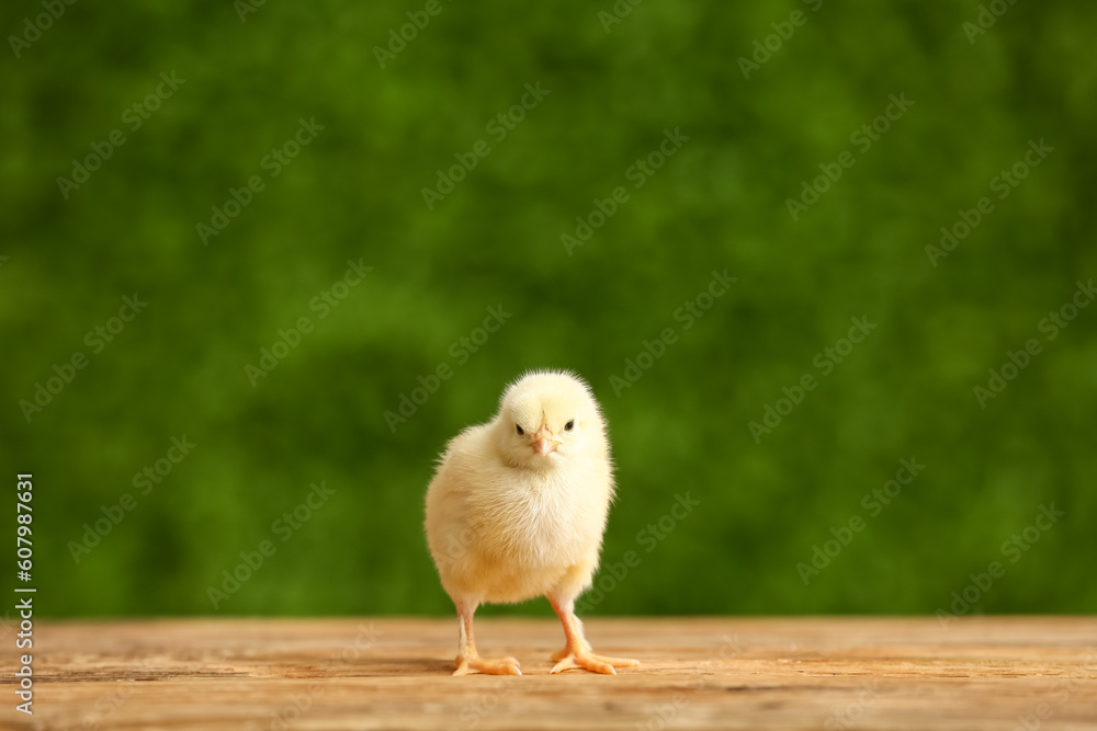 Cute little chick on wooden table outdoors Cute little chick on wooden table outdoors