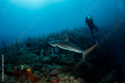 Shark and scuba diver