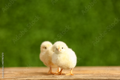Cute little chicks on wooden table outdoors © Pixel-Shot