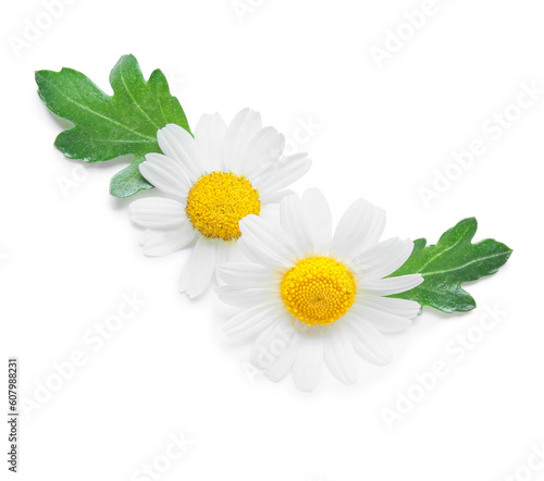 Fototapeta Naklejka Na Ścianę i Meble -  Beautiful chamomile flowers isolated on white background