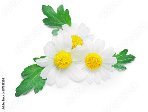 Fototapeta Naklejka Na Ścianę i Meble -  Beautiful chamomile flowers isolated on white background