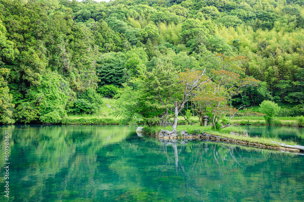 初夏の白水の池　山口県美祢市　Pond of Shiramizu in early summer. Yamaguchi Pref, Mine City.