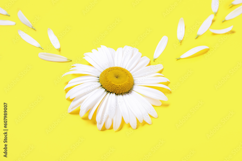 © Pixel-Shot - Composition with beautiful chamomile flower and petals on yellow background, closeup