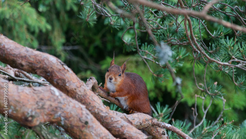 Curious squirrel in the wild