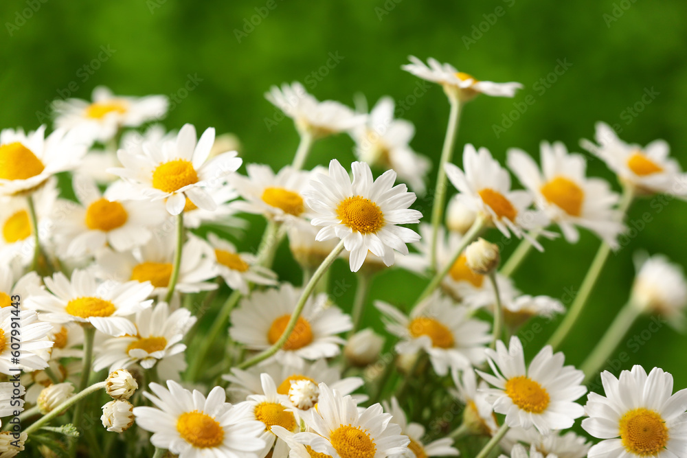 Beautiful chamomile flowers outdoors, closeup