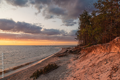 Sunset on the Baltic sea beach in Riga  Latvia. Pine tree forest in the seashore with some fallen trees.