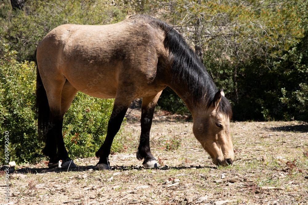 Fototapeta premium A beautiful light brown horse with dark socks grazes in nature