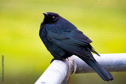 Blackbird