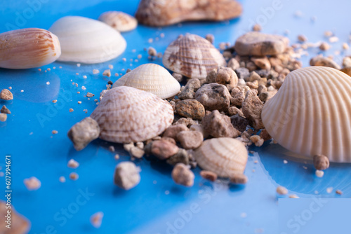 conchas de mar de diversas formas photo