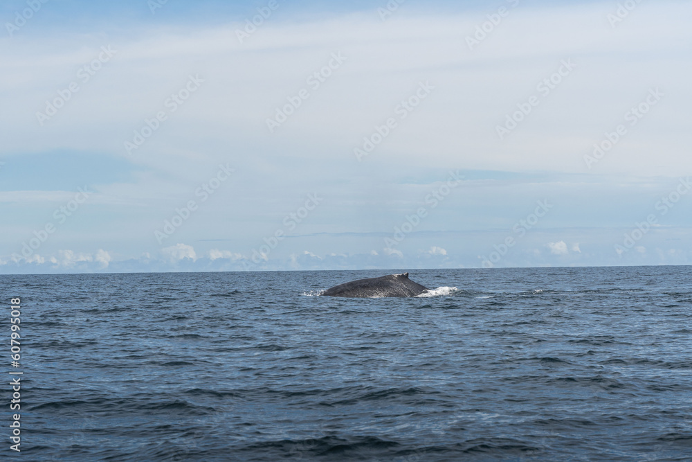 Humpback whale showing its fin and splashing near the coastline Humpback whale showing its fin and splashing near the coastline