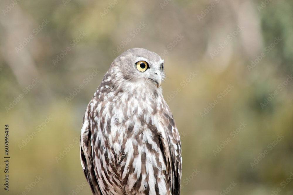 this is a close up of a barking owl this is a close up of a barking owl
