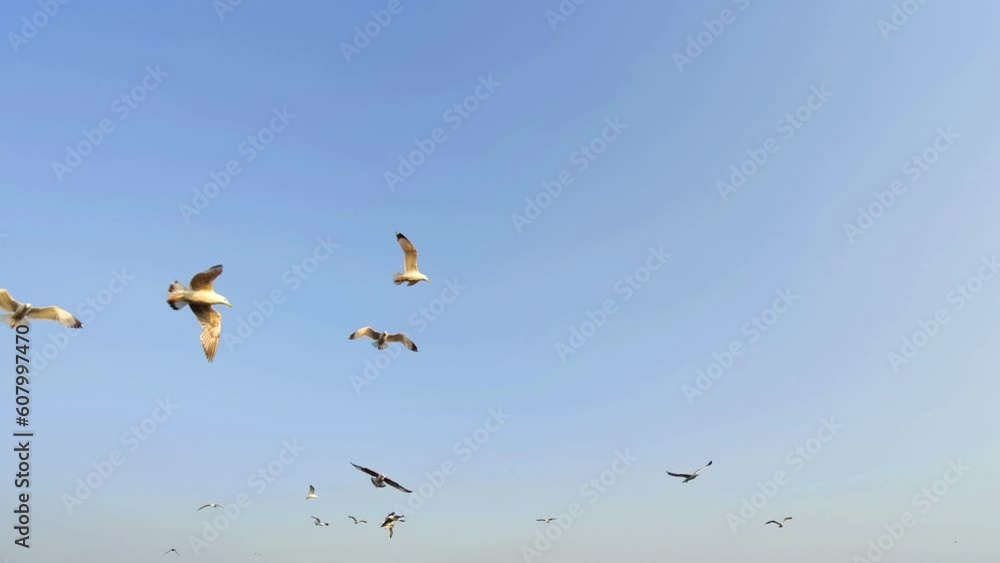 Flock of Seagulls Flying and Gliding in the Clear Sky Footage. Flock of Seagulls Flying and Gliding in the Clear Sky Footage.