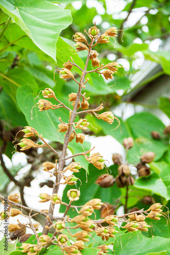 Wallpaper Mural 未熟な桐の実 Torontodigital.ca