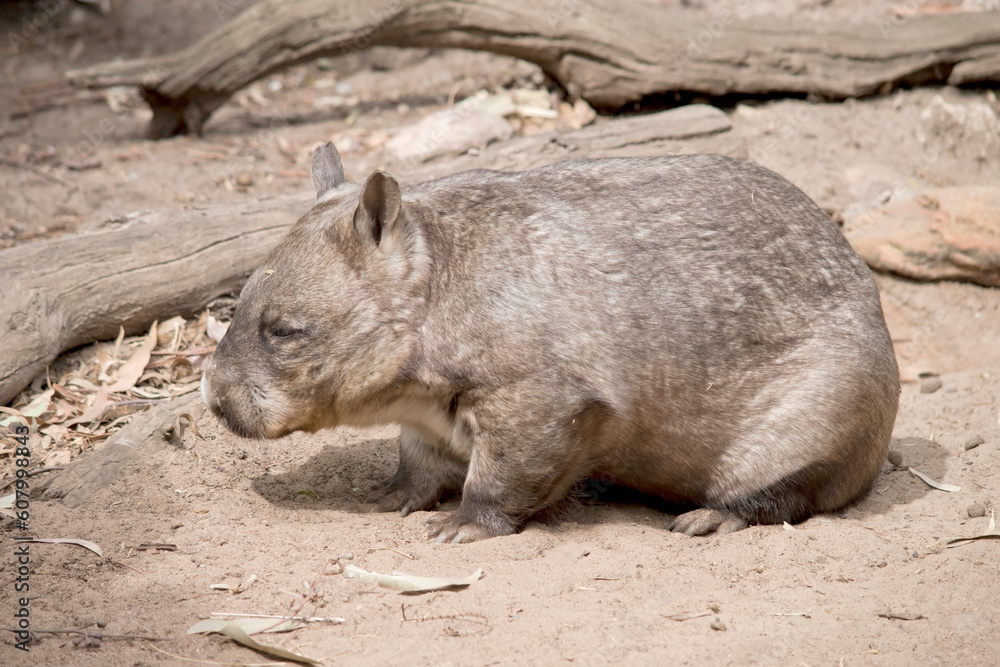 The hairy-nosed wombats have softer fur, longer and more pointed ears and a broader muzzle fringed with fine whiskers then common wombats. The hairy-nosed wombats have softer fur, longer and more pointed ears and a broader muzzle fringed with fine whiskers then common wombats.
