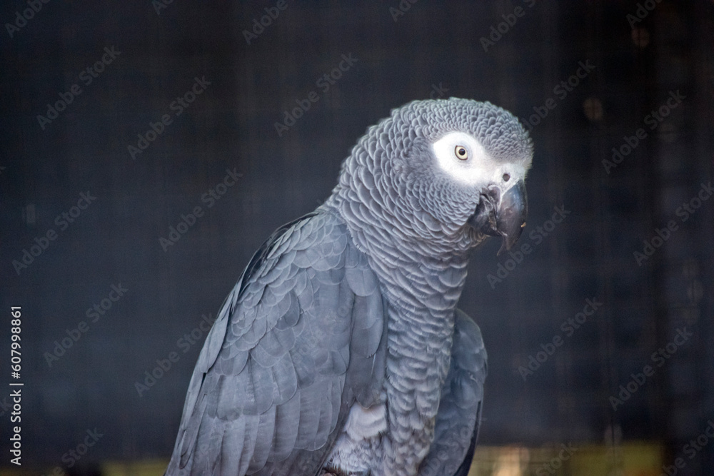 Obraz premium this is a close up of a grey african parrot