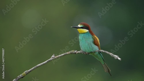 European bee eater perched on a branch