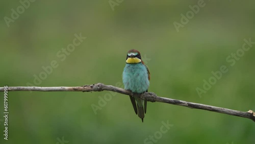 European bee eater perched on a branch