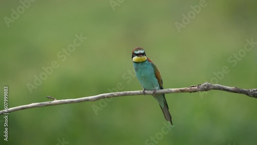 Europian bee eater perched on a branch