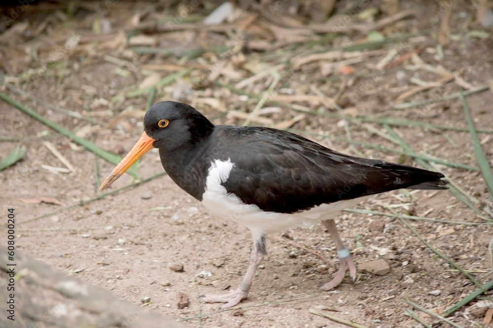 the pied oyster catcher has a black head and wings with a white under carriage. It has a thin orange beak and an orange ring around its eye the pied oyster catcher has a black head and wings with a white under carriage. It has a thin orange beak and an orange ring around its eye