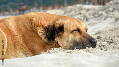Big dog lying on the sandy sea beach at hot sunny day