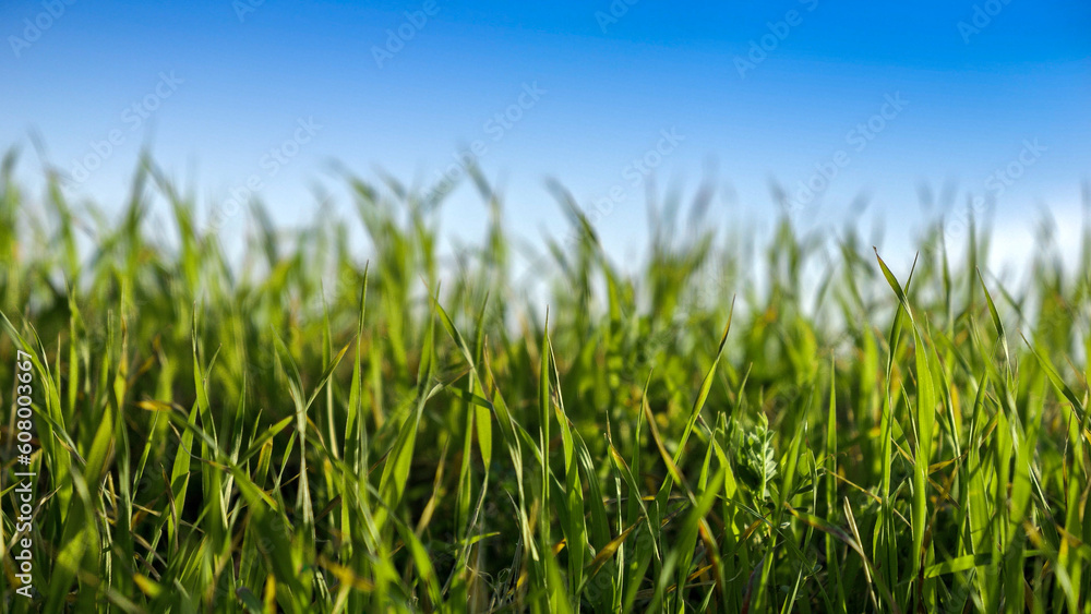 Closeup of fresh green grass growing against clear blue sky on sunny day.