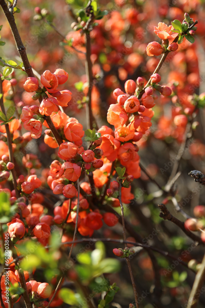 Obraz premium 公園の木瓜の花