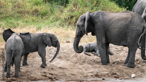 Closeup of a big and small elephants playing together on a sand in safari