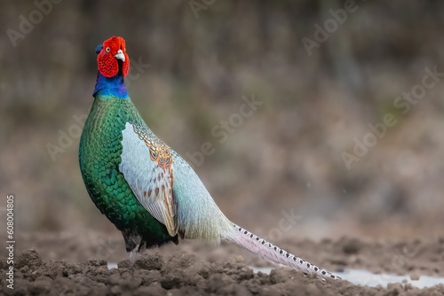 Japanese Green Pheasant