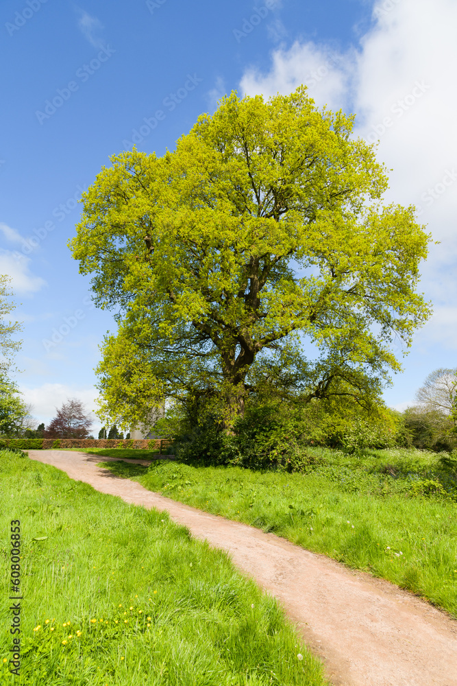 English oak tree in spring alongside natural path under partly blue sky