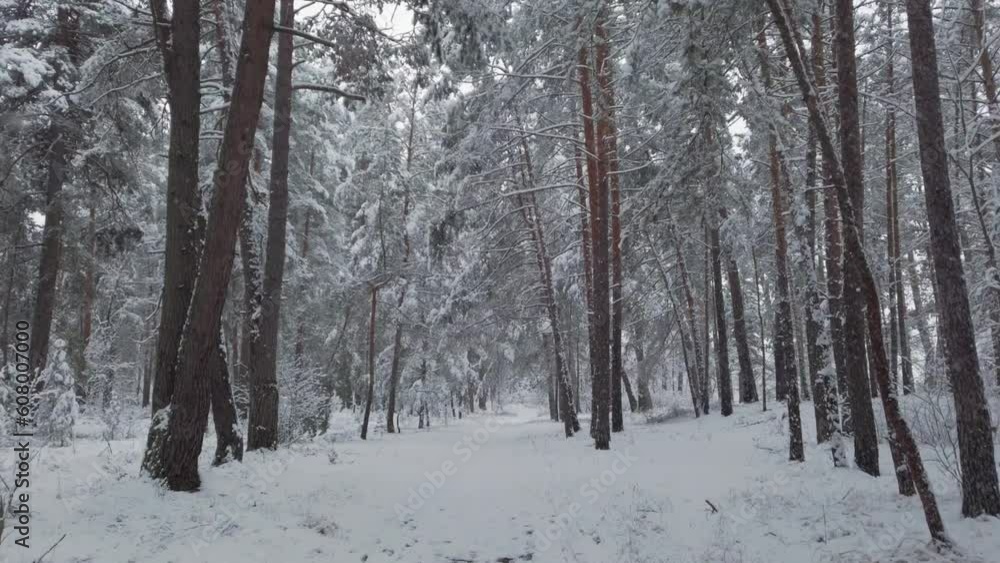 Video of a walk through beautiful winter snowy forest Video of a walk through beautiful winter snowy forest
