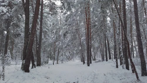Video of a walk through beautiful winter snowy forest