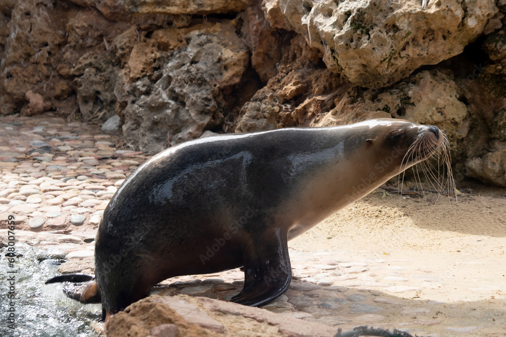 Naklejka premium Sea lions are characterized by external ear flaps, long fore flippers, and a big chest and belly. T