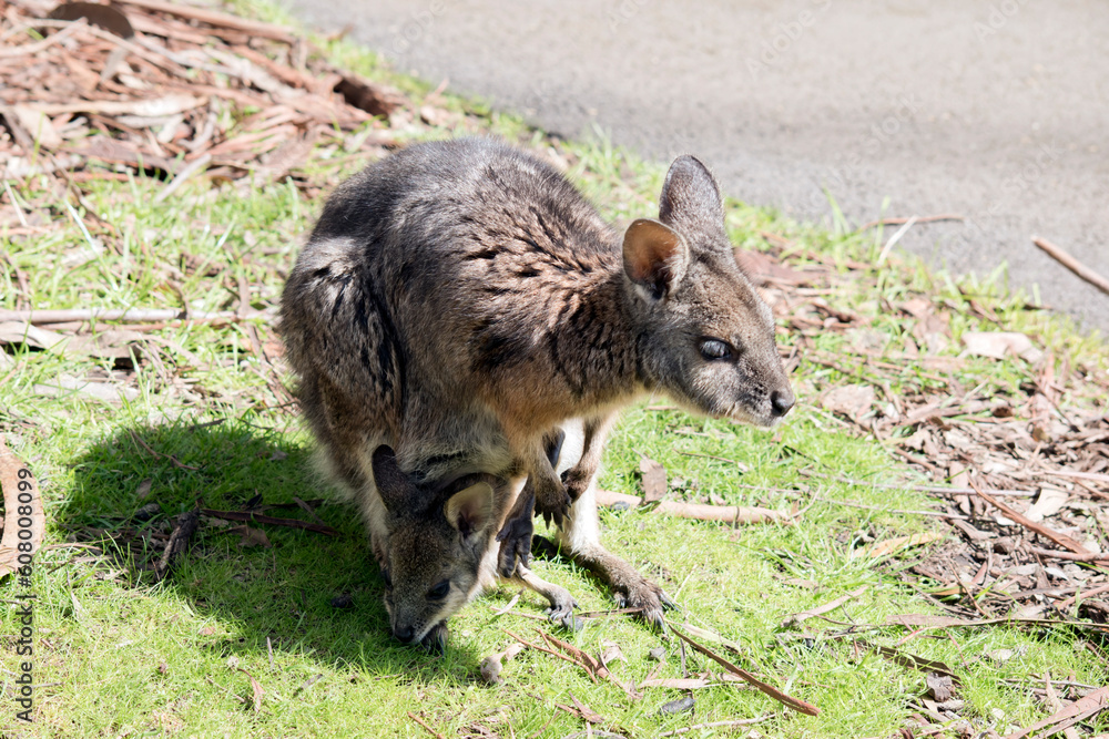 the tammar wallaby is grey with tan paws, legs and forehead the tammar wallaby is grey with tan paws, legs and forehead