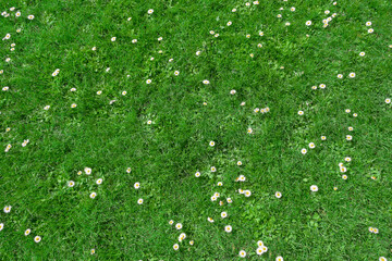Acrylglasbilder Gras Gänseblümchen auf grüner Frühlingswiese  © zontica