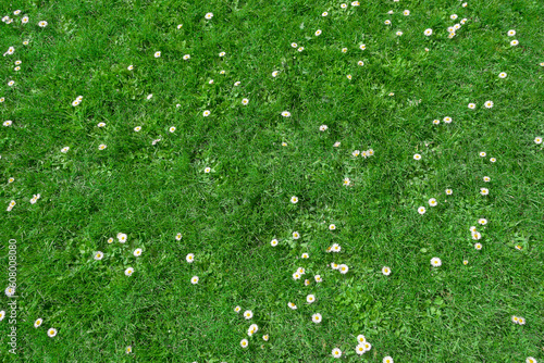 Top view of green grass and small daisy flowers background