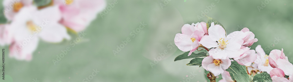 Beautiful soft spring background Light pink flowers on cherry tree branch on green pastel background Soft focus Banner format Copy space Beautiful soft spring background Light pink flowers on cherry tree branch on green pastel background Soft focus Banner format Copy space