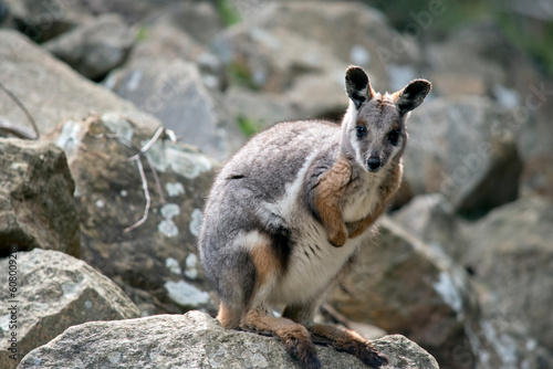 the yellow footed rock wallaby has a grey body with tan arms and a white chest and a long tail