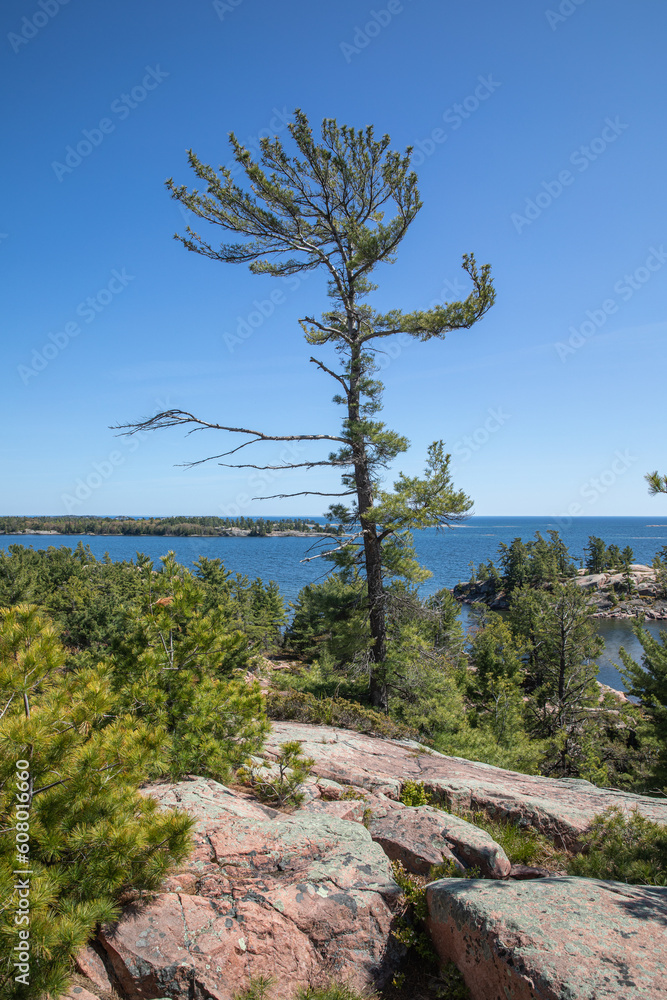 Fototapeta premium pine tree on a cliff