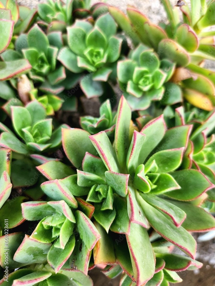 Close up of plant Aeonium Hawortii Var. Kiwii Close up of plant Aeonium Hawortii Var. Kiwii